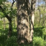 000 1900th Street  Dieterich IL 62424