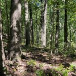 0000 FOREST Road Ava IL 62907