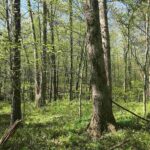 000 1900th Street  Dieterich IL 62424