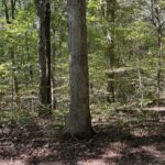 0000 FOREST Road Ava IL 62907