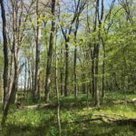 000 1900th Street  Dieterich IL 62424