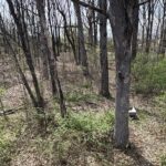 258 Root Drive  Crete IL 60417