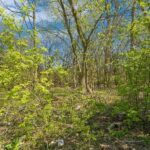 1630 LOT 4 Myrtle  Park Street  Roselle IL 60172