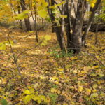 1213 Park Front Street  Joliet IL 60436