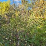 27W0S Roosevelt Road  Winfield IL 60190