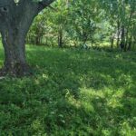 1360 Sherman Street  Hammond IN 46320