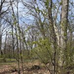 258 Root Drive  Crete IL 60417