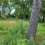 25578 High Street  Wauconda IL 60084