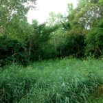 15450 Purley Court  Homer Glen IL 60491