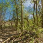 1630 LOT 4 Myrtle  Park Street  Roselle IL 60172