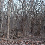 27W020 Walz Way  Wheaton IL 60189