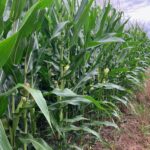 20 AC Butternut Road  Oregon IL 61061