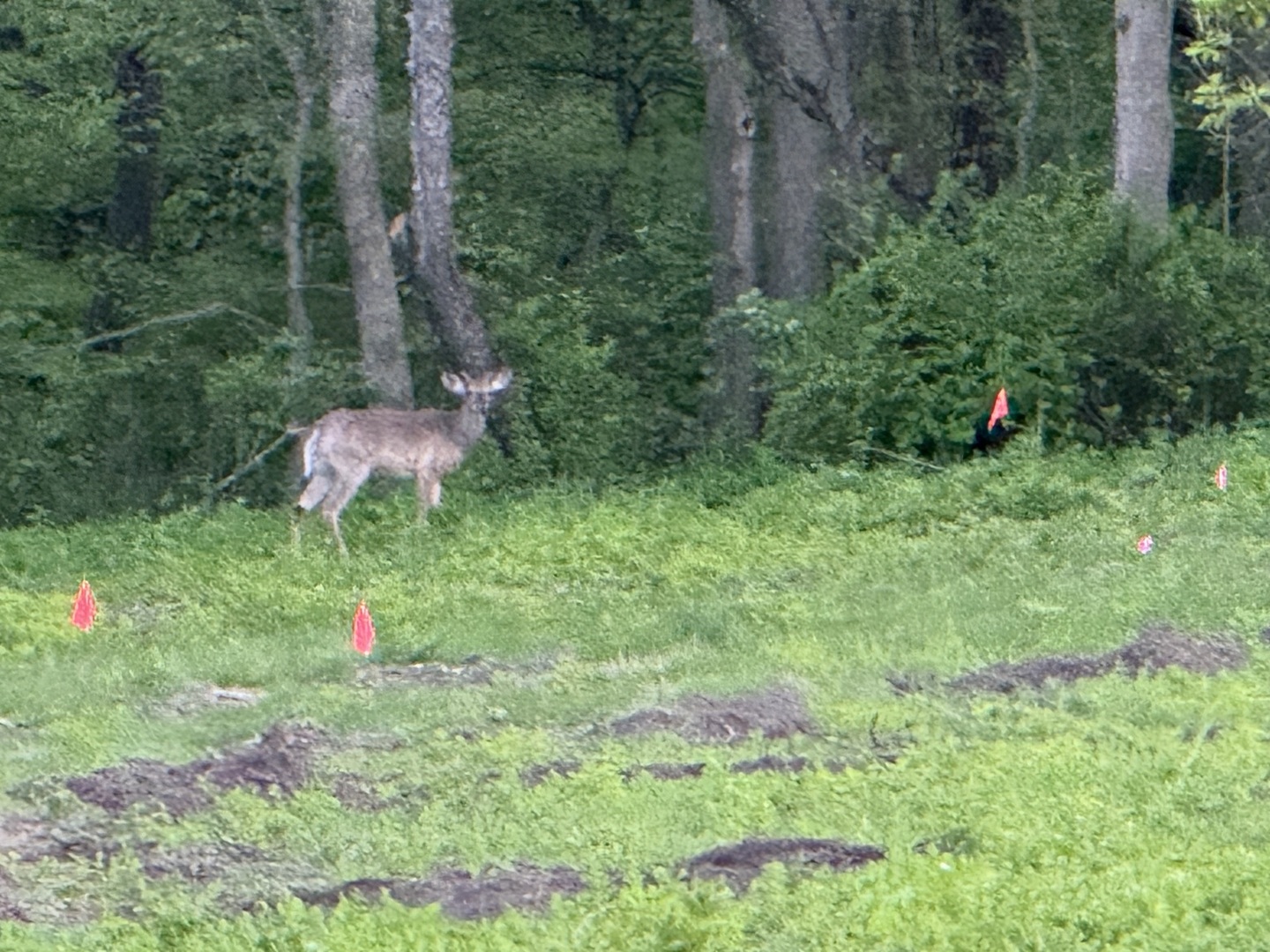 0 Plum Hollow Court  Dixon IL 61021