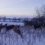 Lot 8 80th Avenue  Monee IL 60449