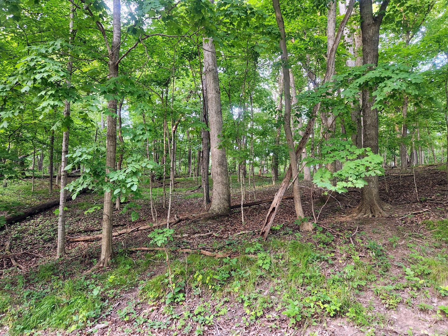 Lot 1806 Tanglewood Drive  Varna IL 61375