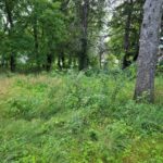25578 High Street  Wauconda IL 60084