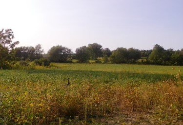 Lot 8 80th Avenue  Monee IL 60449