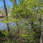 DOR1701G Hungry Hollow Road  Danville IL 61834