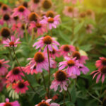 1130 Coneflower Circle Sugar Grove IL 60554