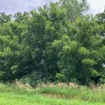 20 AC Butternut Road  Oregon IL 61061