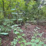 1351 Sheridan Road  Lake Forest IL 60045