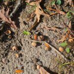 4500 E. River Road  Ridott IL 61067