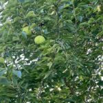 3-521 Shady Lane  Lake Carroll IL 61046