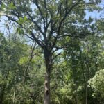 41.94 Acres Route 14   Harvard IL 60033