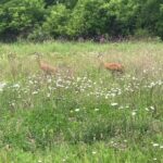 3159 Cuba Road  Long Grove IL 60047