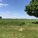 17402 Wildflower Circle  Union IL 60180
