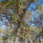 4500 E. River Road  Ridott IL 61067