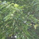 3-521 Shady Lane  Lake Carroll IL 61046