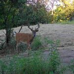 618 Princeton Road  Depue IL 61322