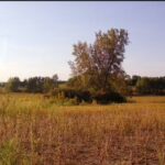 Lot 8 80th Avenue  Monee IL 60449