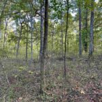 8206 Eakin Grove Road  Benton IL 62812