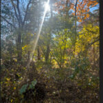 37206 Capillo Avenue  Lake Villa IL 60046