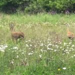 3159 Cuba Road  Long Grove IL 60047