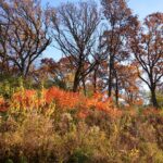 840 Arbor Avenue  West Chicago IL 60185