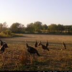 Lot 8 80th Avenue  Monee IL 60449