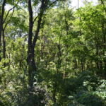 1-11 SOUTH Street  Elgin IL 60123