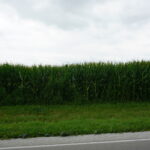 7500 Rt 50   Manteno IL 60950