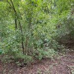 1351 Sheridan Road  Lake Forest IL 60045