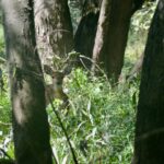 Tract 4 Mayflower Road  Clay City IL 62824