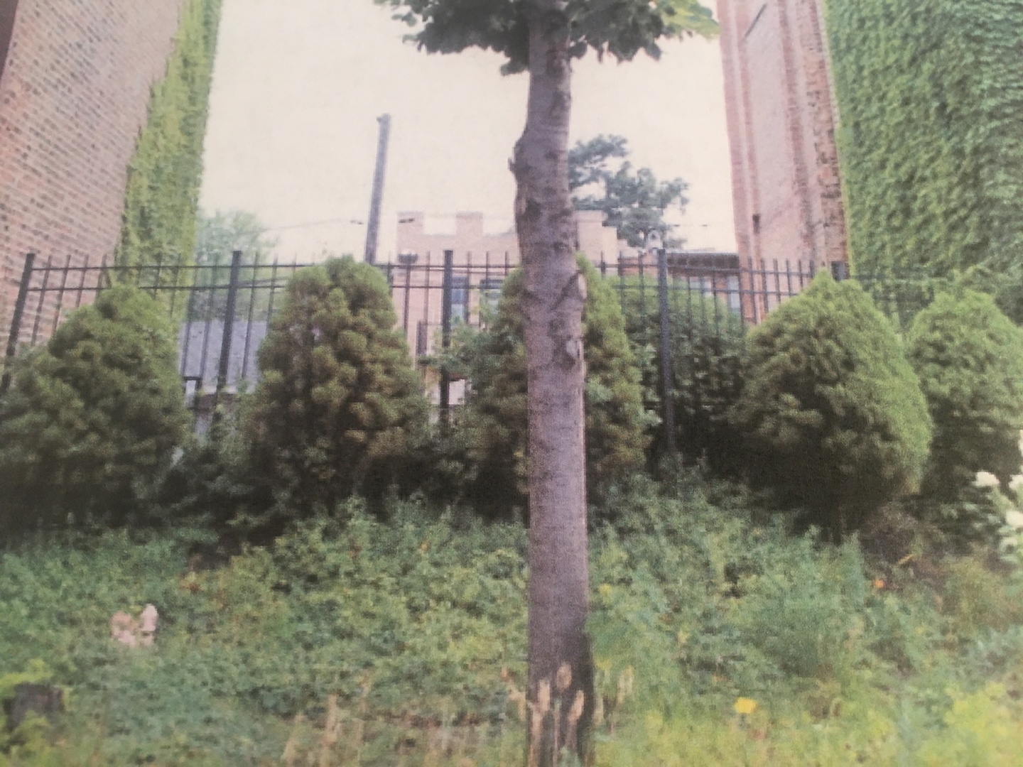 6321 Ingleside Avenue  Chicago IL 60637