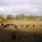 Lot 8 80th Avenue  Monee IL 60449