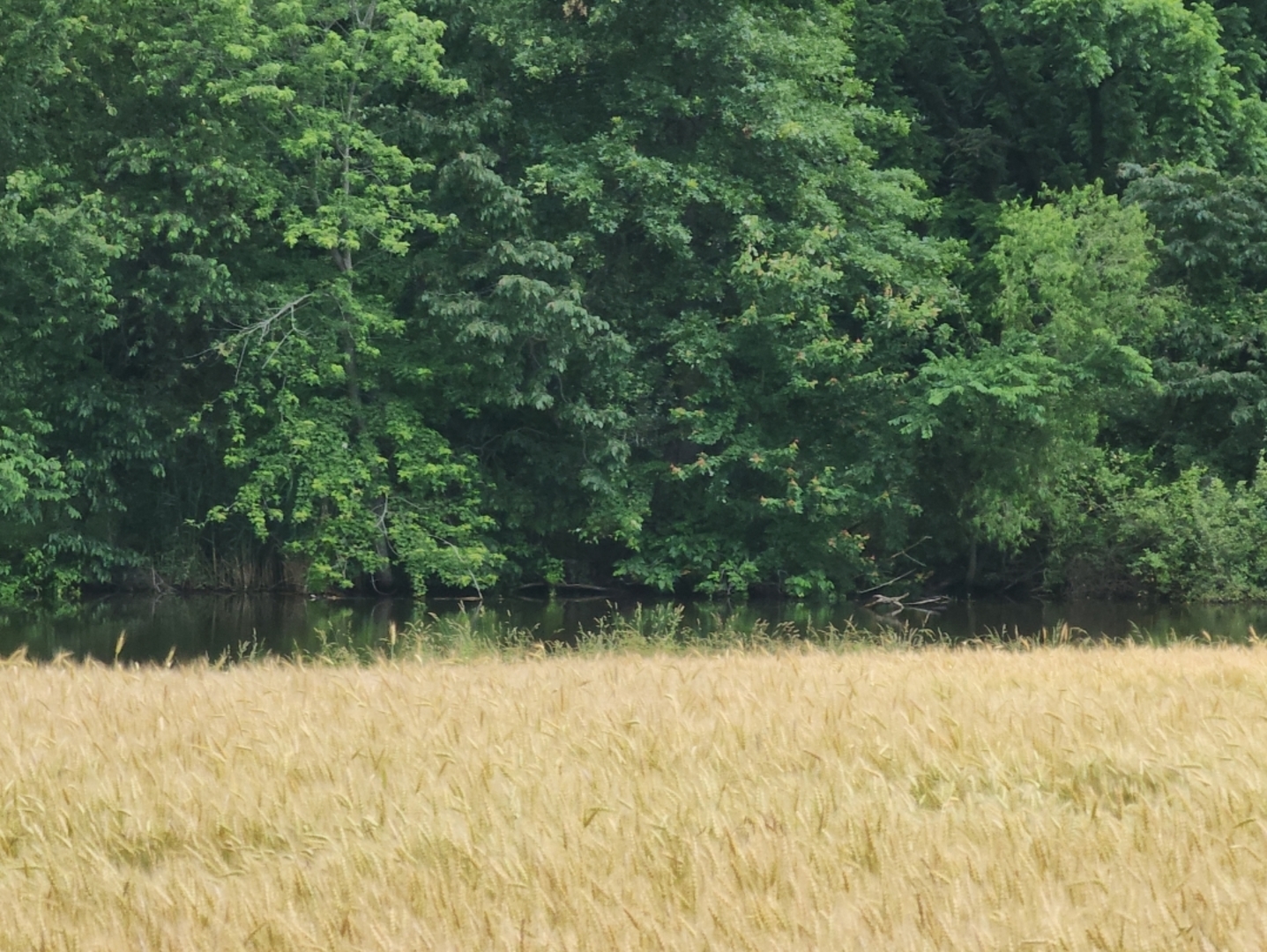 12156 Bunny Farm Road  Mount Vernon IL 62864