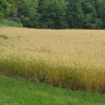 12156 Bunny Farm Road  Mount Vernon IL 62864