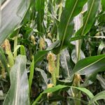 20 AC Butternut Road  Oregon IL 61061