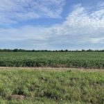 30 Acres Church and Racine Avenue Beecher IL 60401