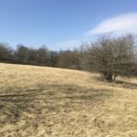 7369 English Oak Lane  Spring Grove IL 60081